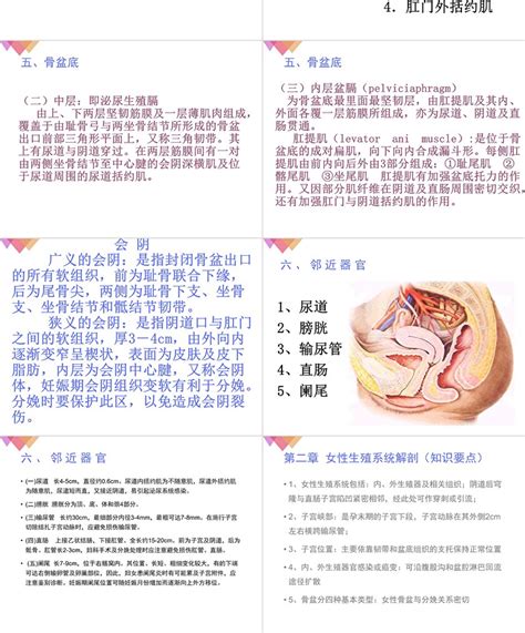 女人生殖器|女性生殖系统解剖图（建议收藏）